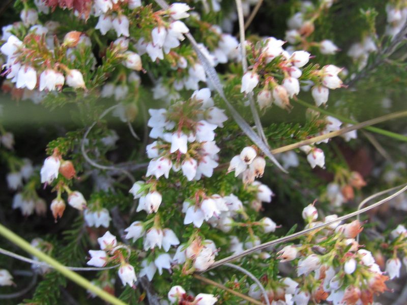 Erica curvirostris, photographed by Jared Zachary Herman
