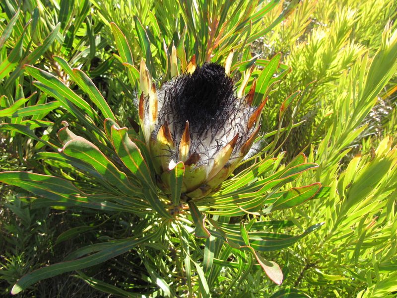 Protea longifolia, photographed by Jared Zachary Herman