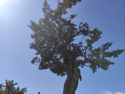 Sophora denudata, photographed by Augustin Soulard