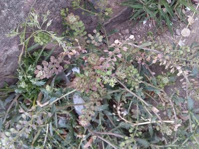 Lepidium meyenii, photographed by Humber Alberto
