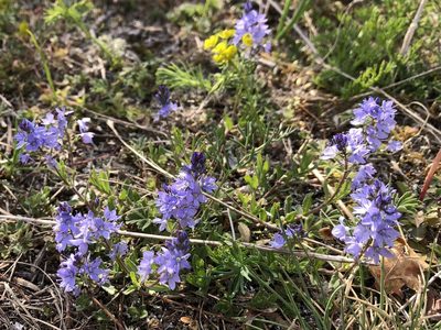 Veronica prostrata, photographed by Pavel Kacl