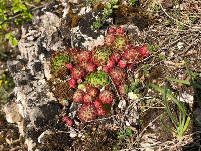 Sempervivum globiferum, photographed by Pavel Kacl