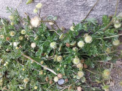 Cotula australis, photographed by Humber Alberto