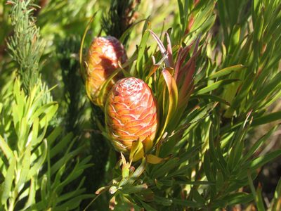 Leucadendron xanthoconus, photographed by Jared Zachary Herman