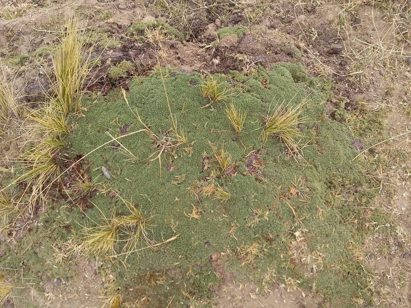 Junellia minima, photographed by Humber Alberto