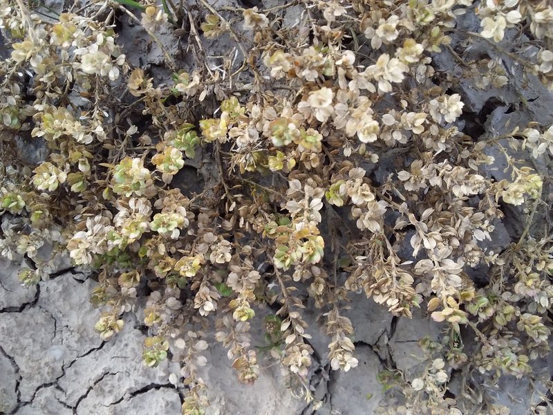 Lepidium meyenii, photographed by Humber Alberto