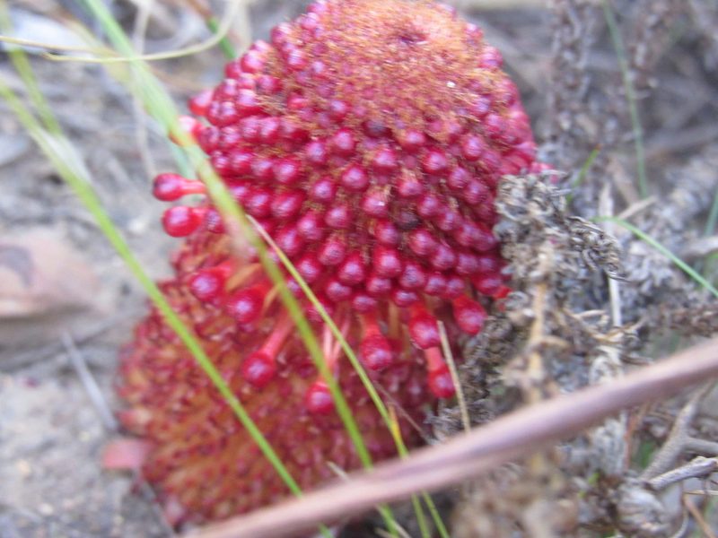 Mystropetalon thomii, photographed by Jared Zachary Herman