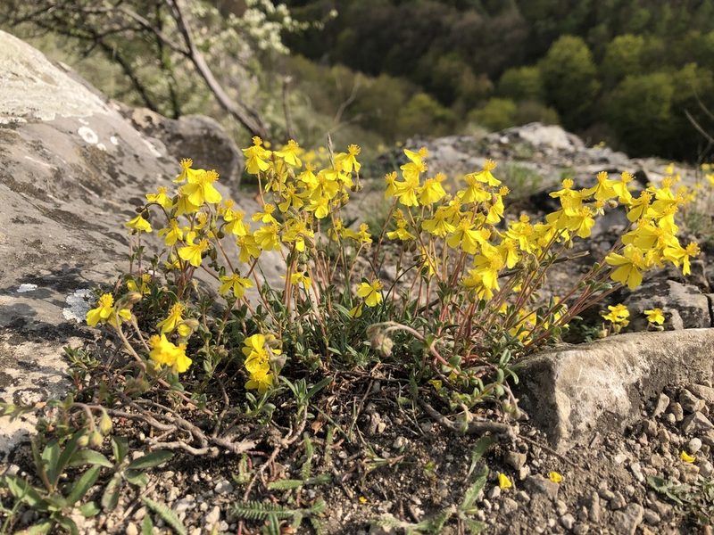 Helianthemum canum, photographed by Pavel Kacl