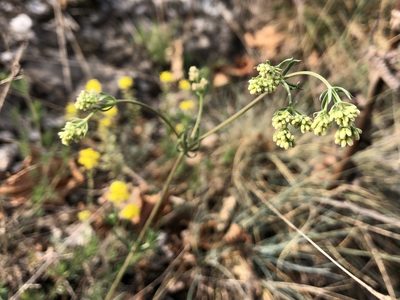 Galium glaucum, photographed by Pavel Kacl