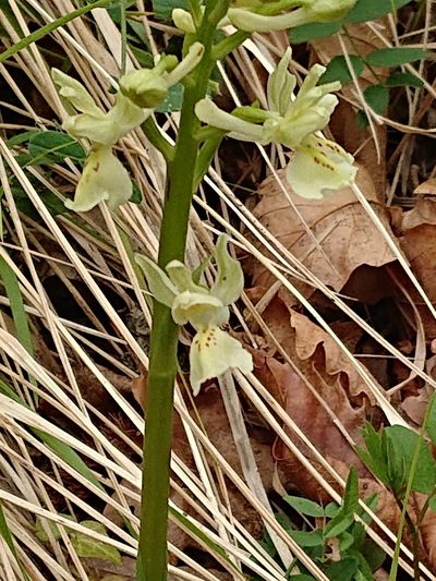 Orchis provincialis, photographed by Niels Raes