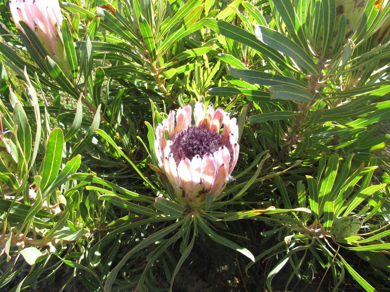 Protea burchellii, photographed by Jared Zachary Herman