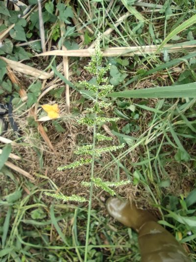 Setaria barbata, photographed by Augustin Soulard