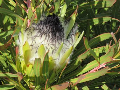 Protea longifolia, photographed by Jared Zachary Herman