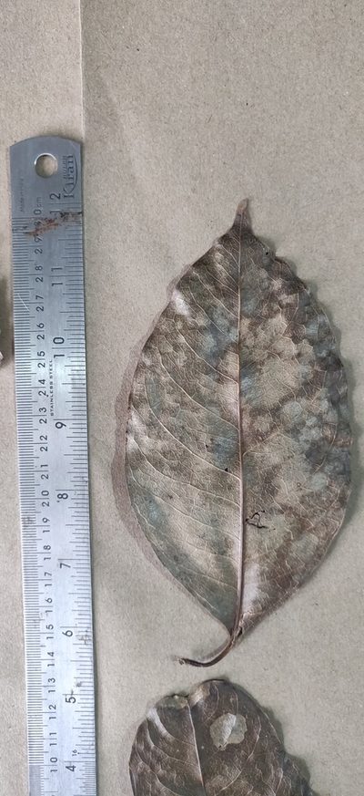 Beilschmiedia wightii, photographed by T R Shankar Raman