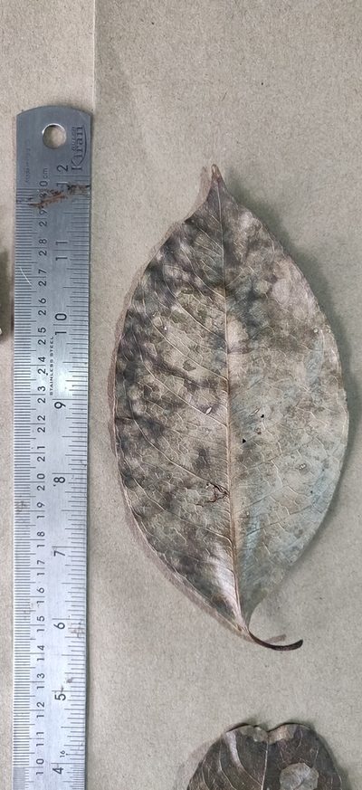 Beilschmiedia wightii, photographed by T R Shankar Raman