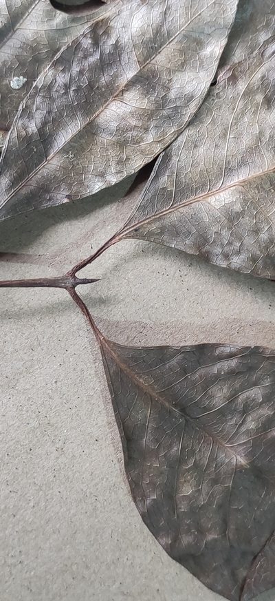 Beilschmiedia wightii, photographed by T R Shankar Raman