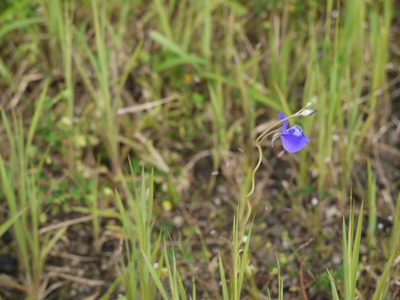 Utricularia reticulata, photographed by Dinesh Valke