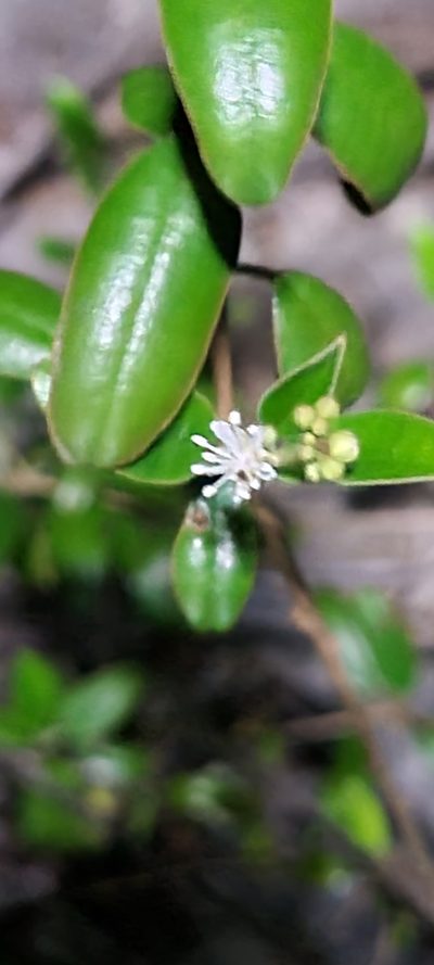 Croton discolor, photographed by ritirene