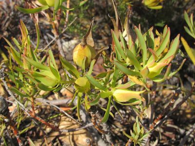 Leucadendron salignum, photographed by Jared Zachary Herman