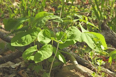 Jeffersonia diphylla, photographed by Navin Sasikumar