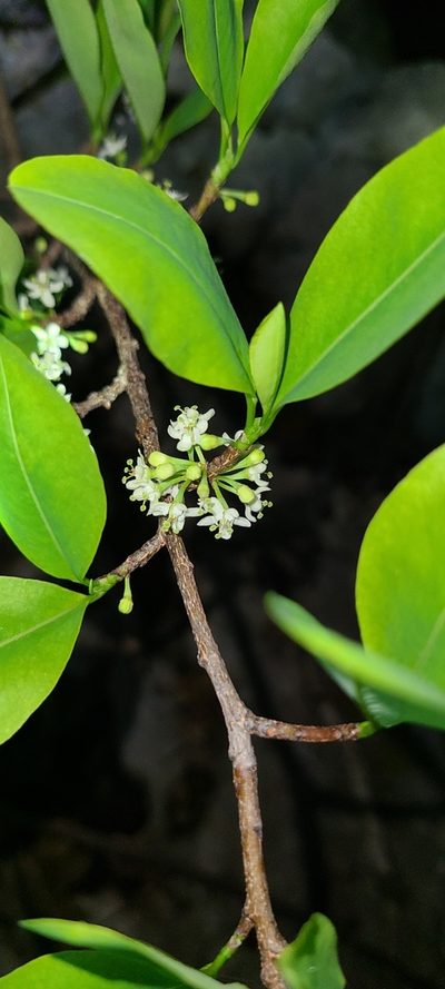 Erythroxylum areolatum, photographed by ritirene