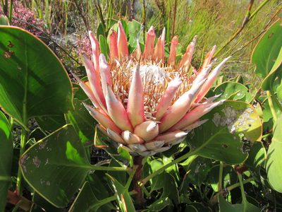 Protea cynaroides, photographed by Jared Zachary Herman