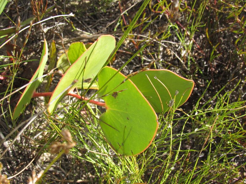 Protea cordata, photographed by Jared Zachary Herman