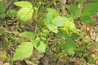 Rubus flagellaris, photographed by Navin Sasikumar