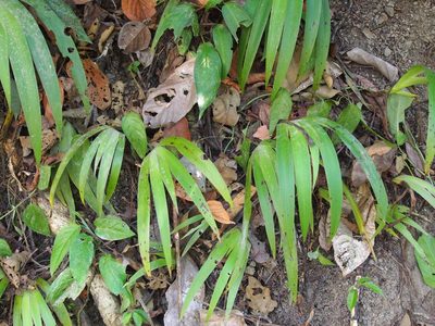 Xiphidium caeruleum, photographed by Lena Struwe