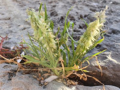 Lamarckia aurea, photographed by Mehdi Chetibi