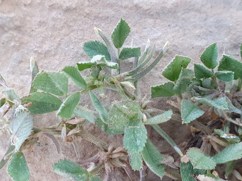 Medicago monspeliaca, photographed by Mehdi Chetibi