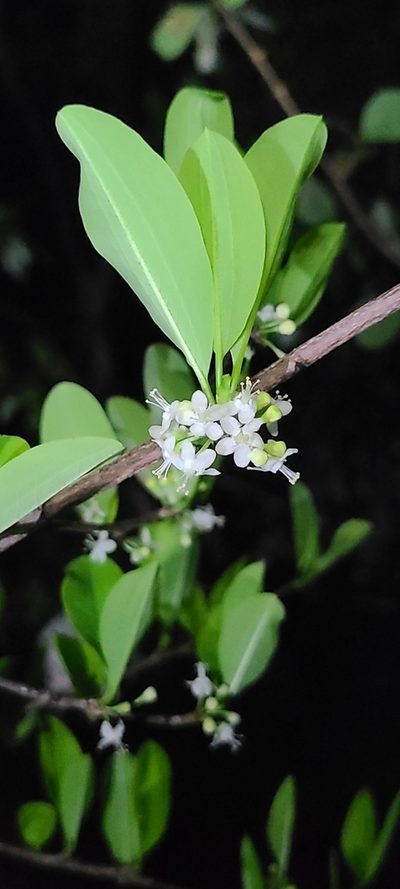 Erythroxylum areolatum, photographed by ritirene