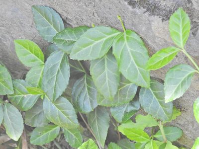 Euonymus fortunei, photographed by Navin Sasikumar