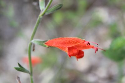 Salvia oppositiflora, photographed by Michael A. Alcorn