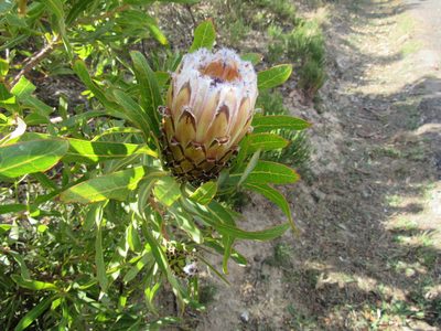 Protea laurifolia, photographed by Jared Zachary Herman
