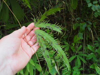 Lygodium heterodoxum, photographed by Lena Struwe