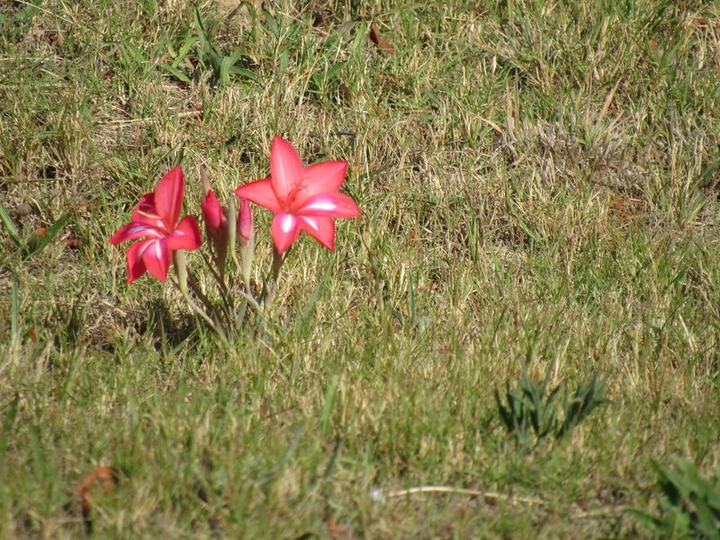 Gladiolus carmineus, photographed by Jared Zachary Herman