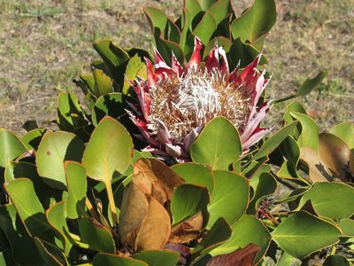 Protea cynaroides, photographed by Jared Zachary Herman