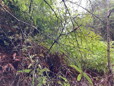 Pinguicula casabitoana, photographed by Marcos Rodriguez Bobadilla