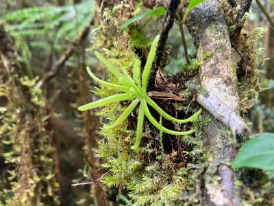 Pinguicula casabitoana, photographed by Marcos Rodriguez Bobadilla