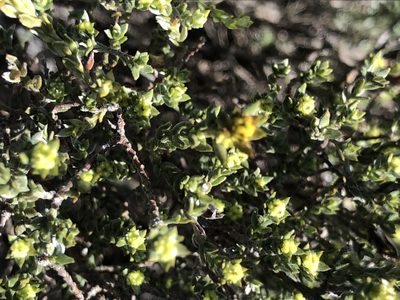 Amphithalea ericifolia, photographed by Caroline Voget