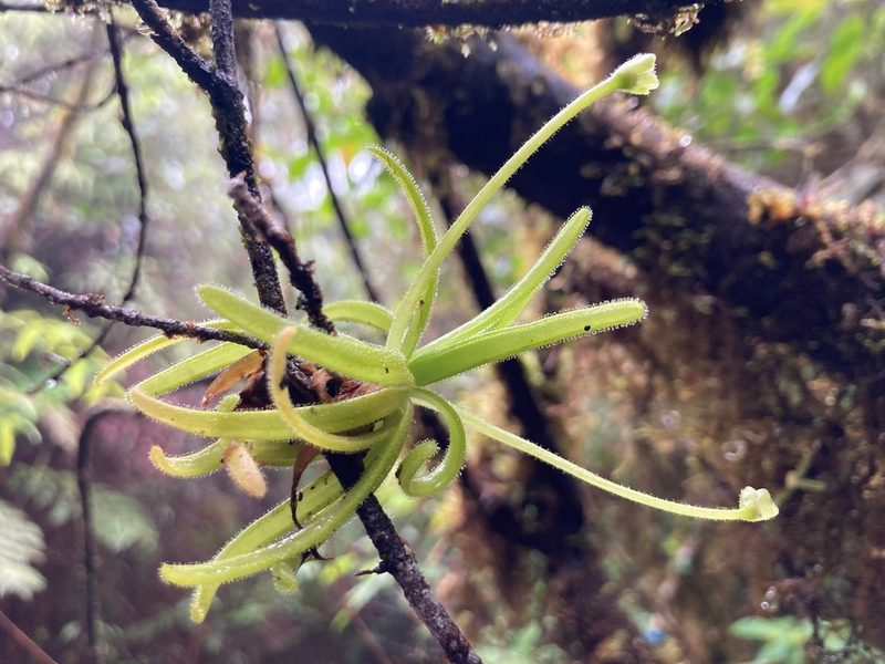 Pinguicula casabitoana, photographed by Marcos Rodriguez Bobadilla