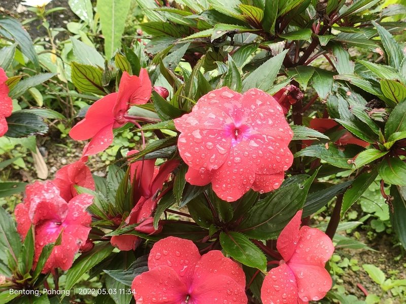Impatiens hawkeri, photographed by Ong Jyh Seng