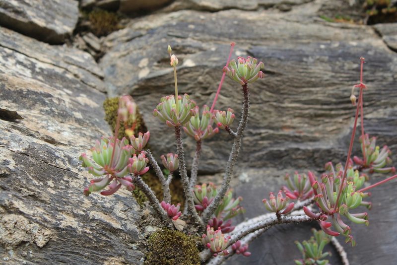 Oxalis teneriensis, photographed by Michael A. Alcorn