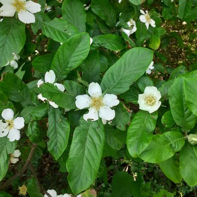 Crataegus germanica, photographed by bogsuckers