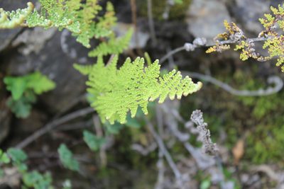 Myriopteris myriophylla, photographed by Michael A. Alcorn