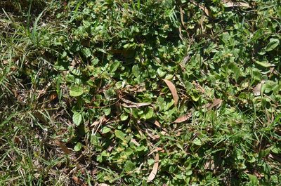 Alternanthera pungens, photographed by Lauu