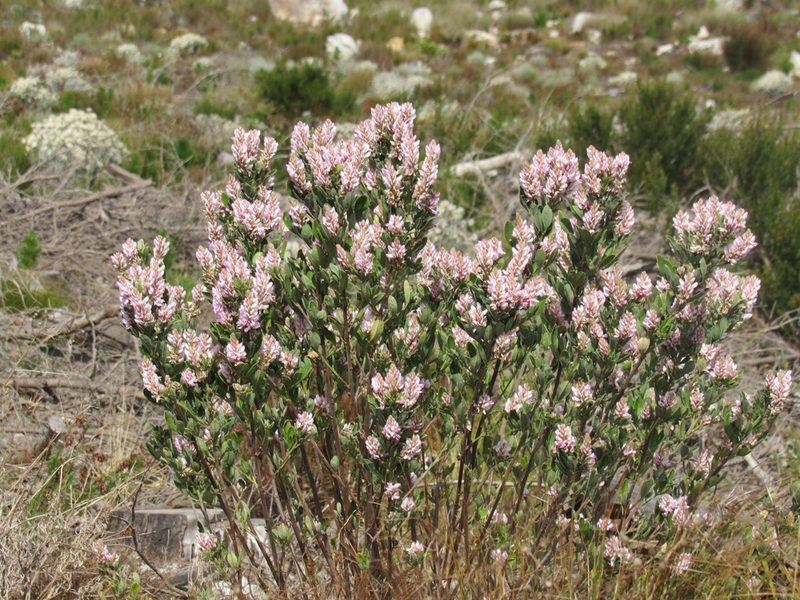 Indigofera cytisoides, photographed by Jared Zachary Herman