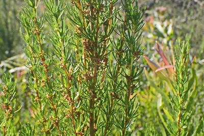 Cliffortia burchellii, photographed by Di Turner