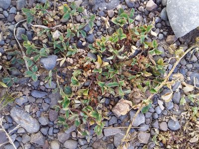 Trifolium amabile, photographed by Humber Alberto